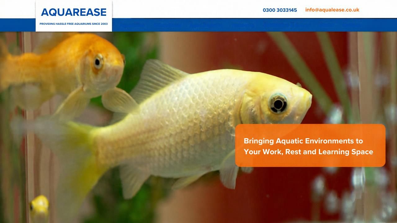 Website preview: Aqualease Aquarium Hire
